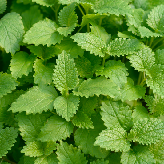 Lemon Balm