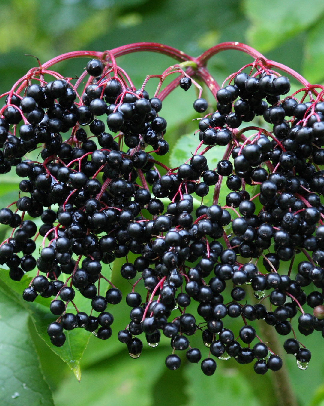 Elder
