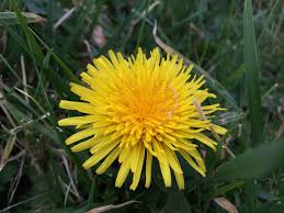 Dandelion